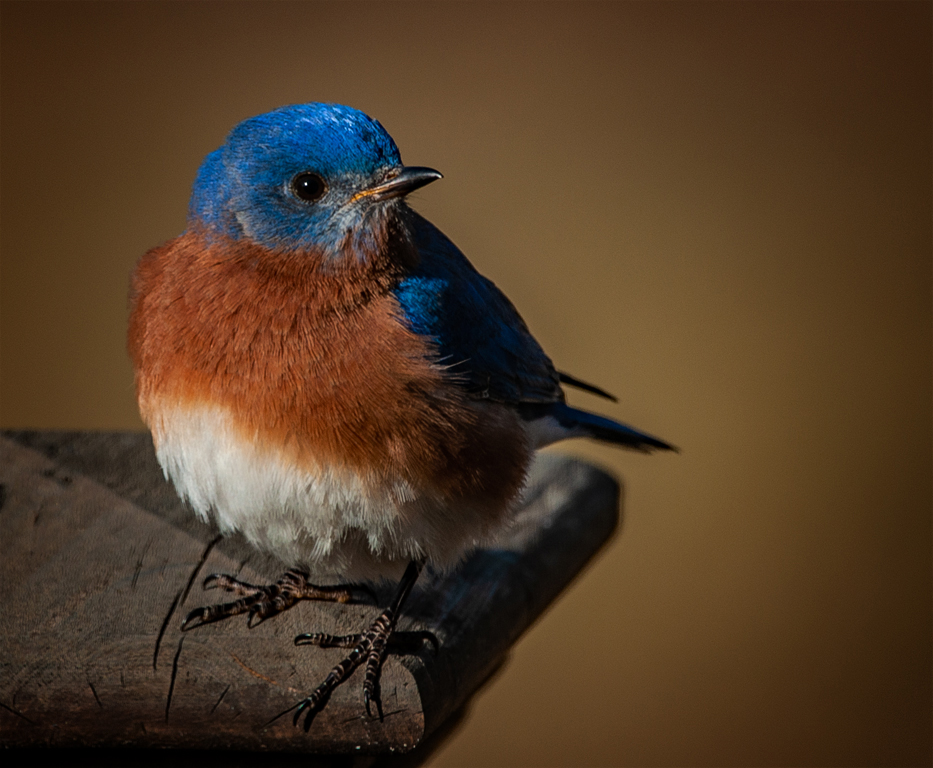 Traditional In Class A By Steve Lombardi For Blue Bird FEB-2019.jpg